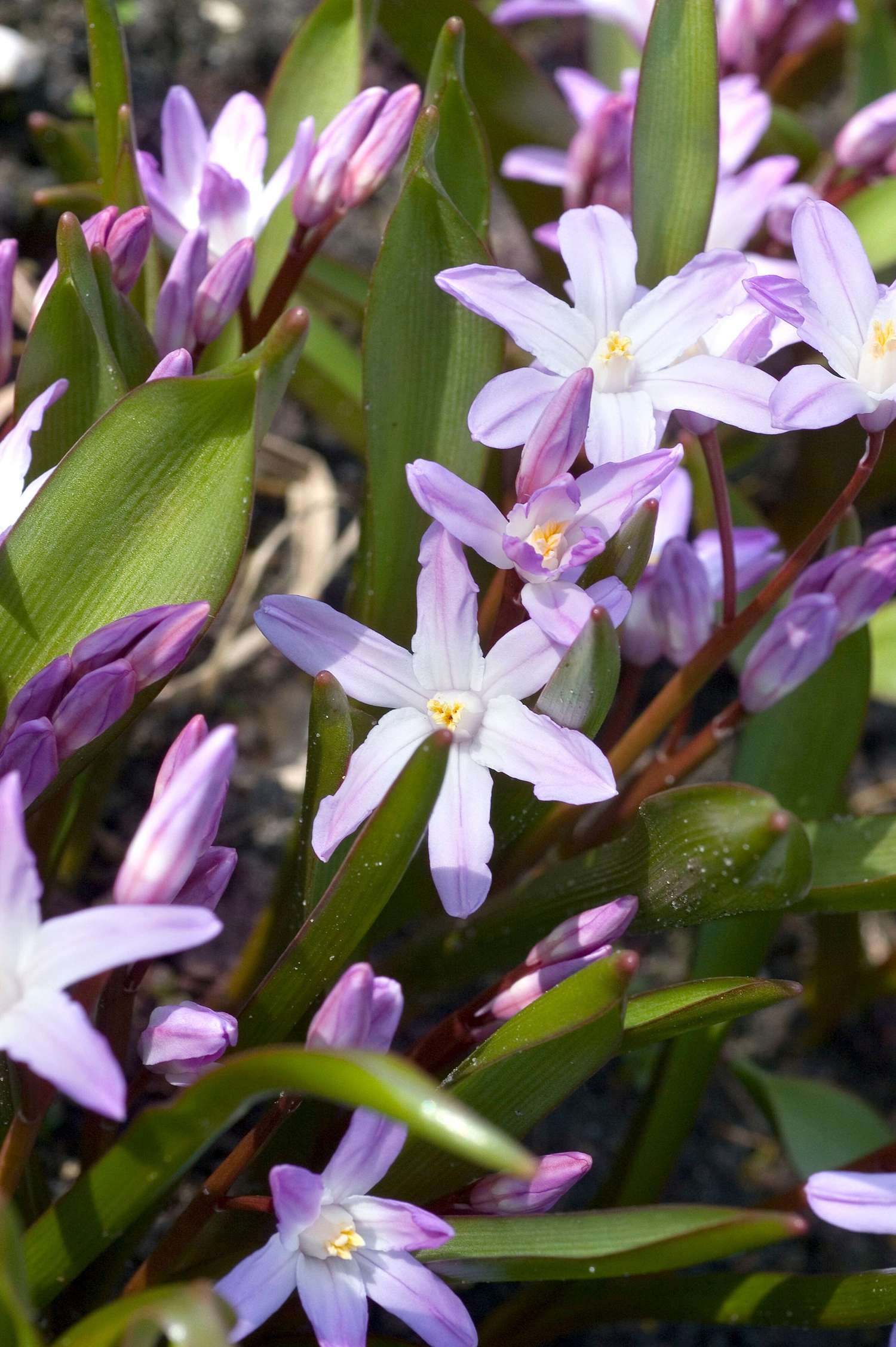 Schneeglanz 'Pink Giant' - Snepryd